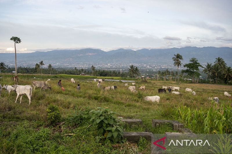 Bertahan dengan SIstem Peternakan Tradisional