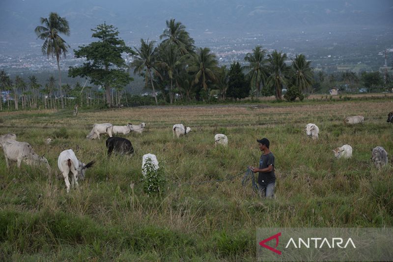 Bertahan dengan SIstem Peternakan Tradisional