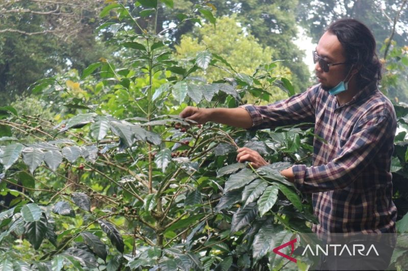 Pemkab Bogor upaya pulihkan ekonomi imbas pandemi lewat pertanian