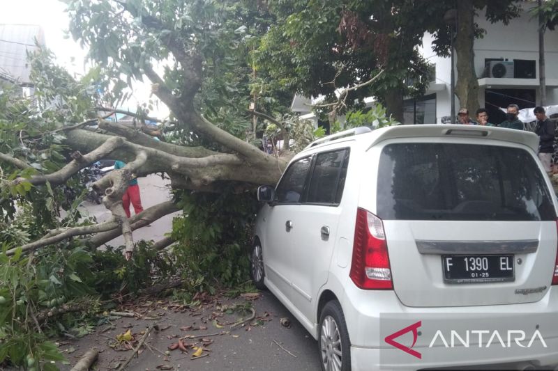 Pohon tumbang timpa satu mobil di Jalan MA Salmun Bogor