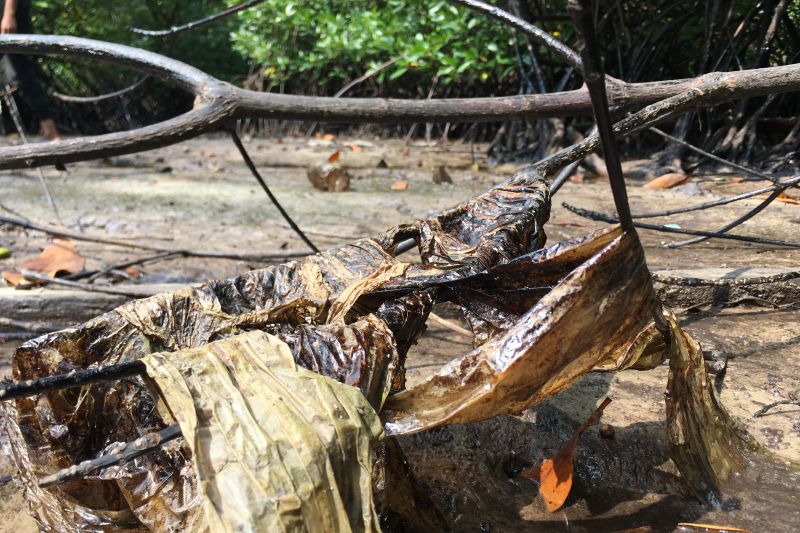 Minyak oli tutupi hutan mangrove Kuala Dangas