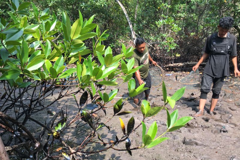 Minyak oli tutupi hutan mangrove Kuala Dangas