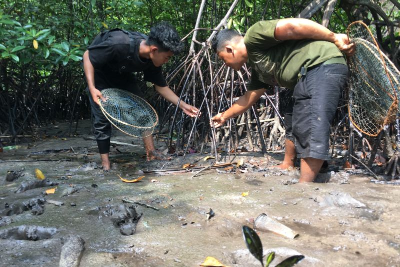Minyak oli tutupi hutan mangrove Kuala Dangas
