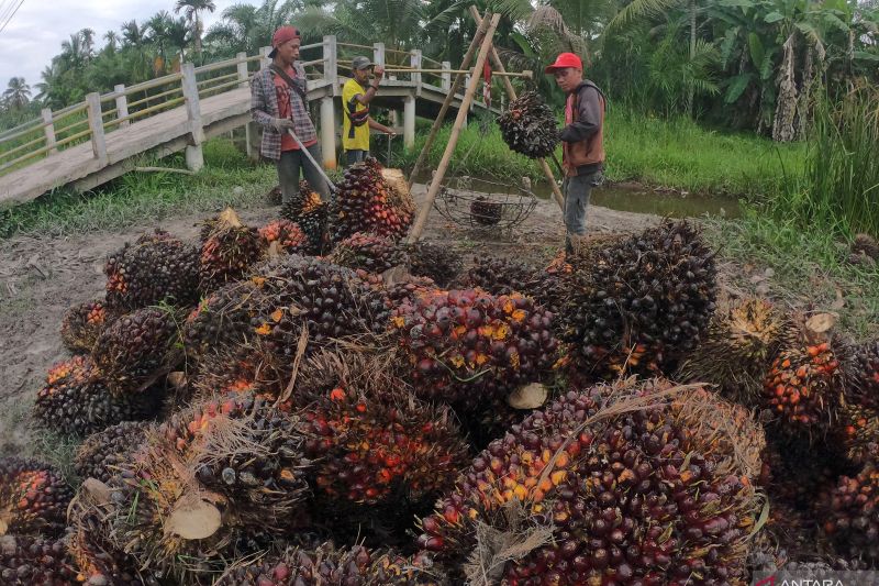 PPKM diperpanjang hingga dampak larangan ekspor CPO, kemarin