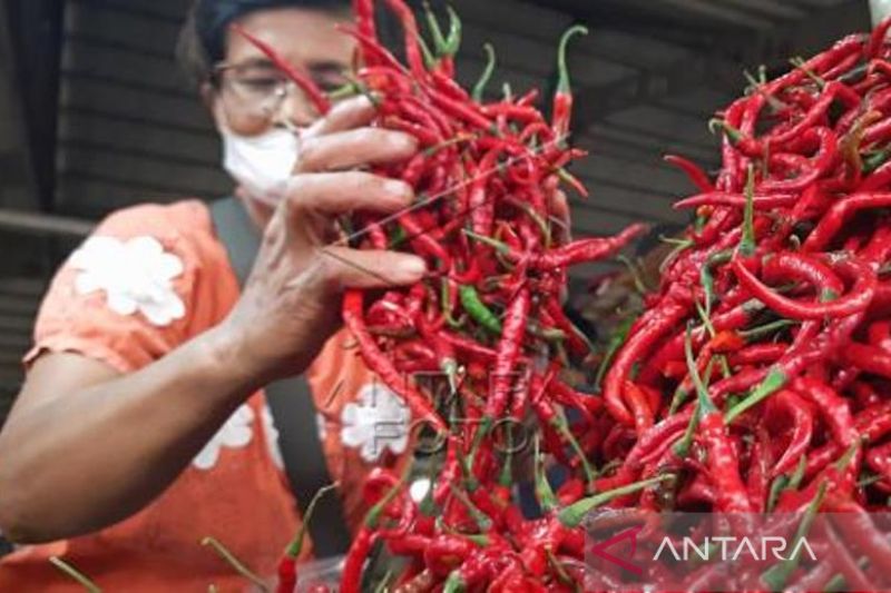 Harga Cabai Merah Melonjak Rp100 Ribu Per Kilogram Mulai Hari Ini Di Jambi