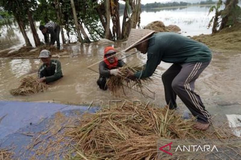 Petani Gagal Panen Akibat Banjir Di Banyumas