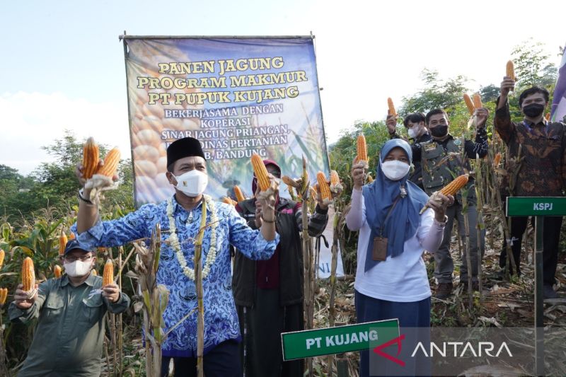 Pendampingan agronom tingkatkan produksi jagung di Kabupaten Bandung