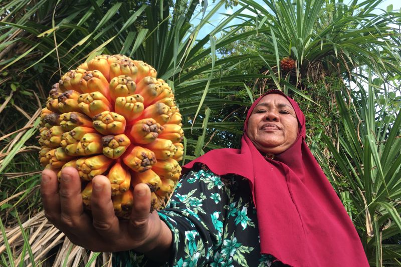 Buah pandan bahan pewarna alami