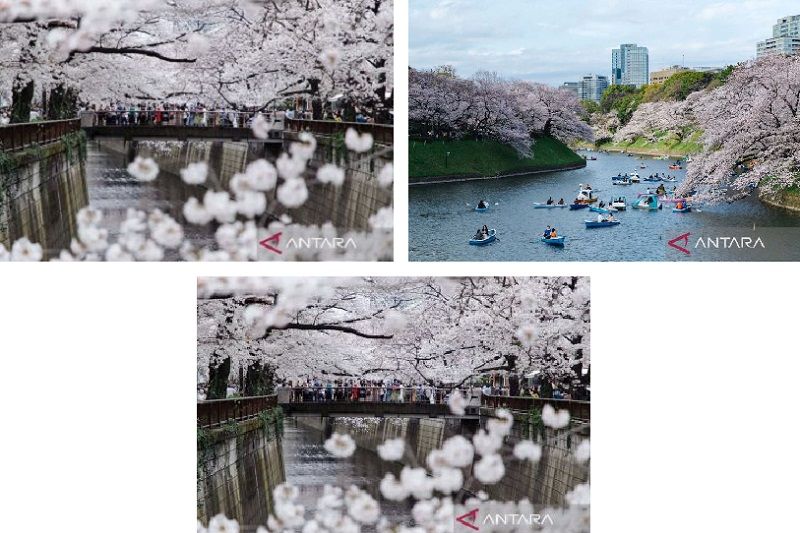 Indahnya pemandangan bunga sakura bermekaran di Tokyo