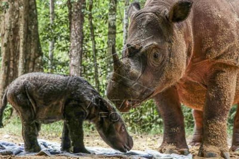 Kelahiran Badak Sumatera Di Suaka Rhino  Sumatera TNWK