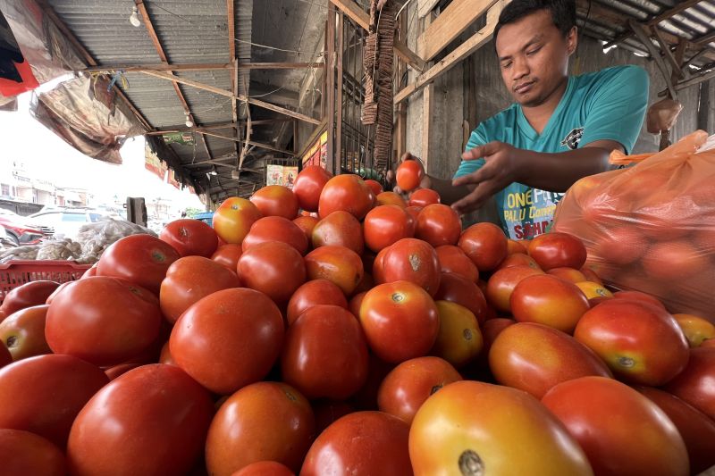 Harga Tomat Mulai Membaik