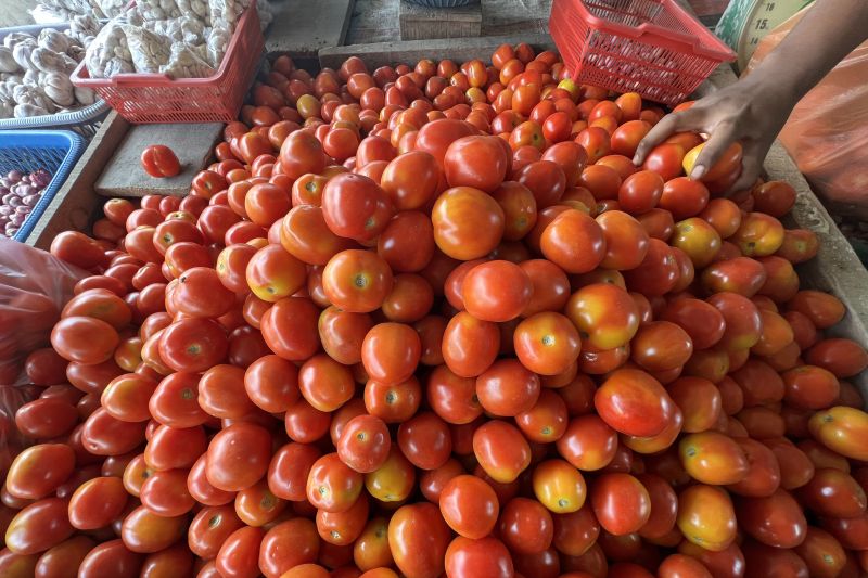 Harga Tomat Mulai Membaik
