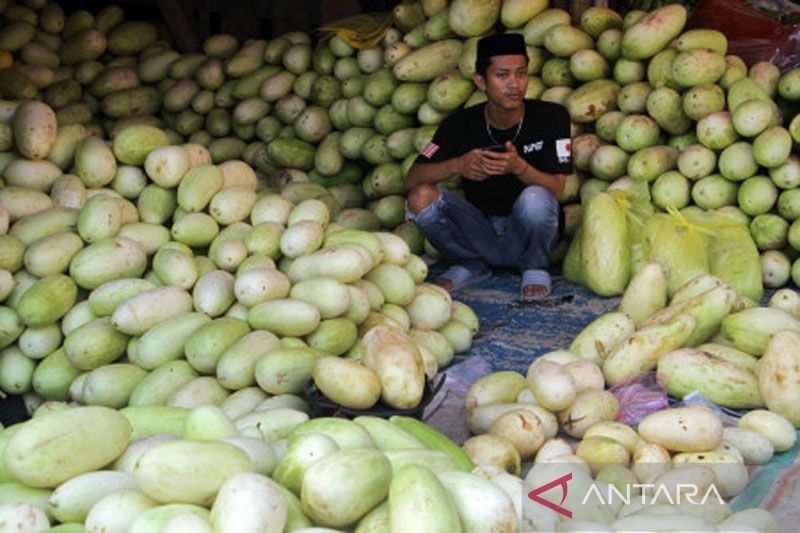 Penjualan buah timun suri meningkat