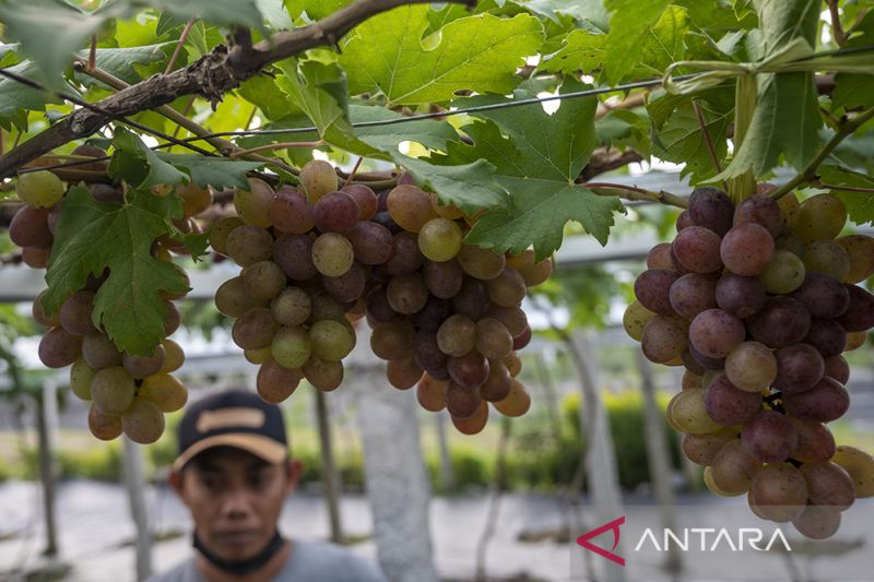 Pengembangan Agrowisata Kebun Anggur di Palu