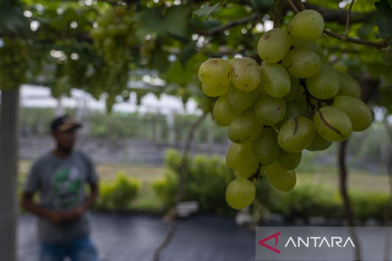 Pengembangan Agrowisata Kebun Anggur di Palu