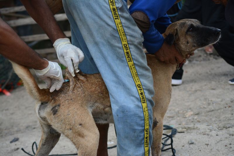 Indonesia increases rabies control in Sumbawa before MXGP in June - Vimarsana News