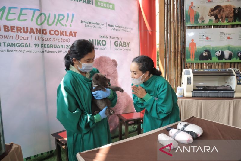 Taman Safari Bogor kenalkan bayi beruang coklat yang baru lahir