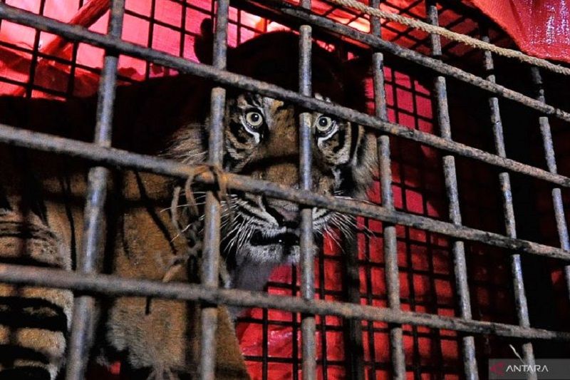 Penyelamatan harimau sumatra di Jambi