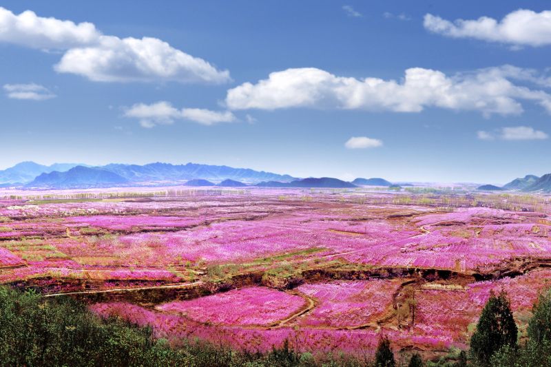 Dive into the Pink Sea of Peach Blossoms in Pinggu, Beijing - Vimarsana News