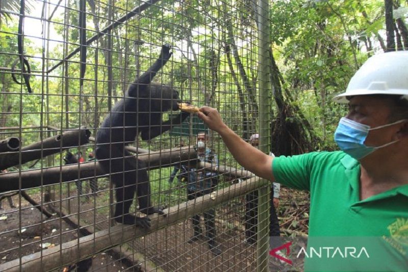 Program konservasi dan rehabilitasi Monyet Hitam Sulawesi