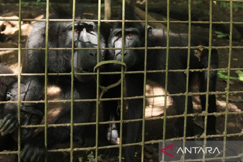 Program konservasi dan rehabilitasi Monyet Hitam Sulawesi