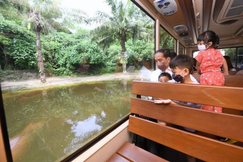 Presiden Jokowi ajak cucu menonton satwa di Bali Safari