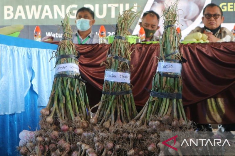 Kampung hortikultura di Poso tingkatkan pendapatan petani Watumaeta