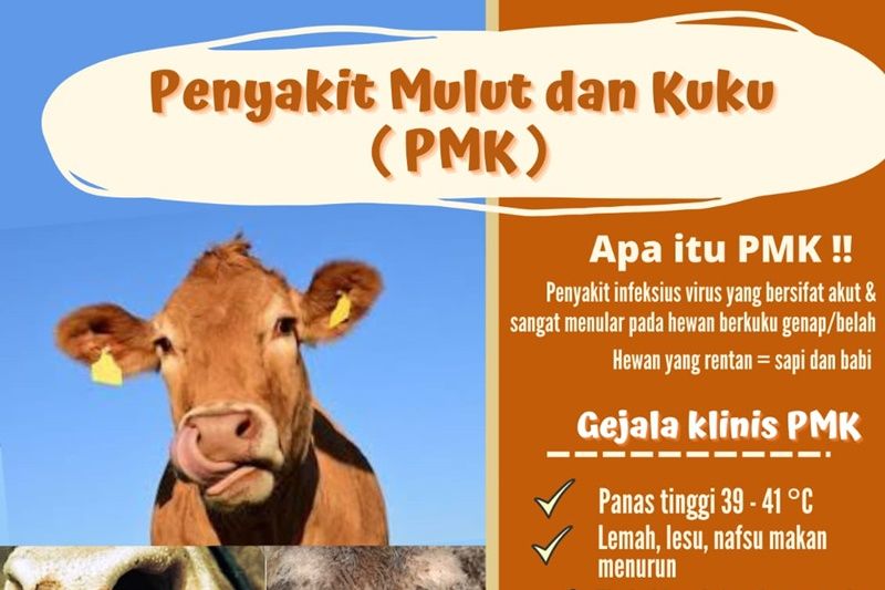 Kementan pastikan stok hewan kurban tidak terganggu wabah PMK