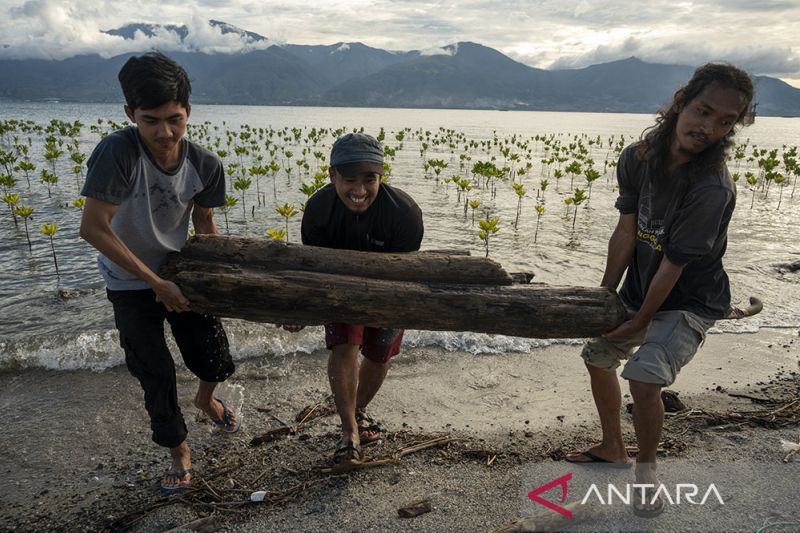 Pemeliharaan Tanaman Mangrove