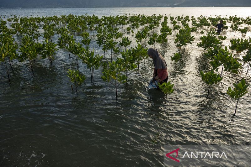 Pemeliharaan Tanaman Mangrove