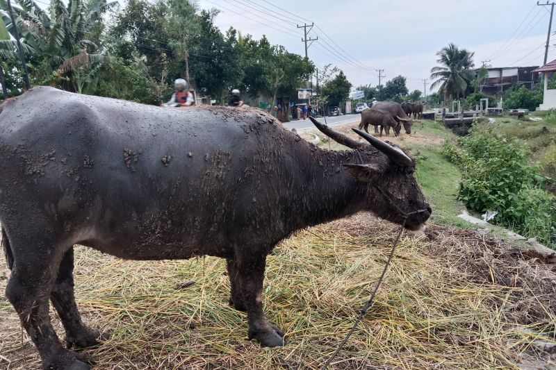 Distan Ekor Ternak Di Kota Mataram Berpotensi Terserang Virus