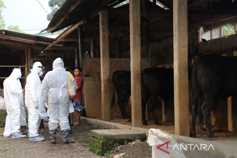 Pemkab Garut bentuk satgas atasi wabah PMK yang melanda hewan ternak