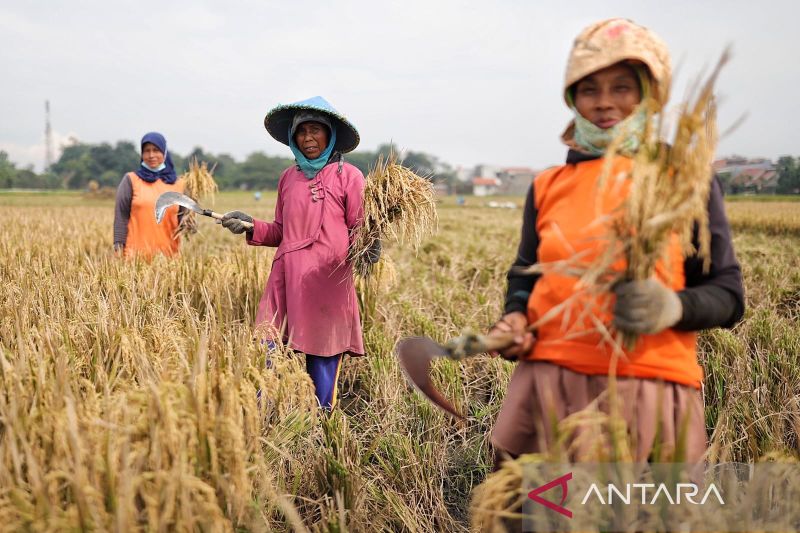 Produksi panen padi di Kota Bandung meningkat berkat IP400