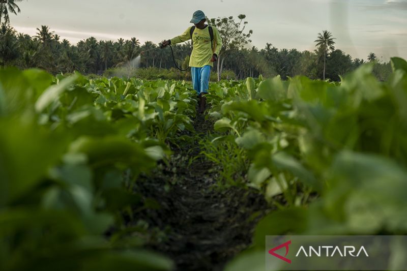 Produksi dan Pemasaran Sayuran 