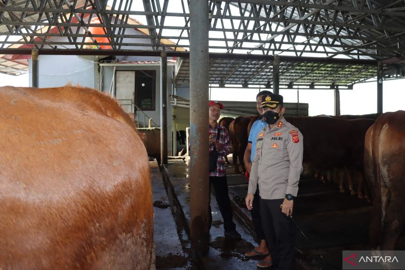 Polres dan Disnak Cianjur temukan 3 sapi terjangkit PMK