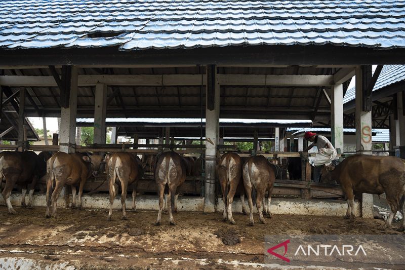 Pengetatan Pemeriksaan Ternak di Rumah Potong Hewan