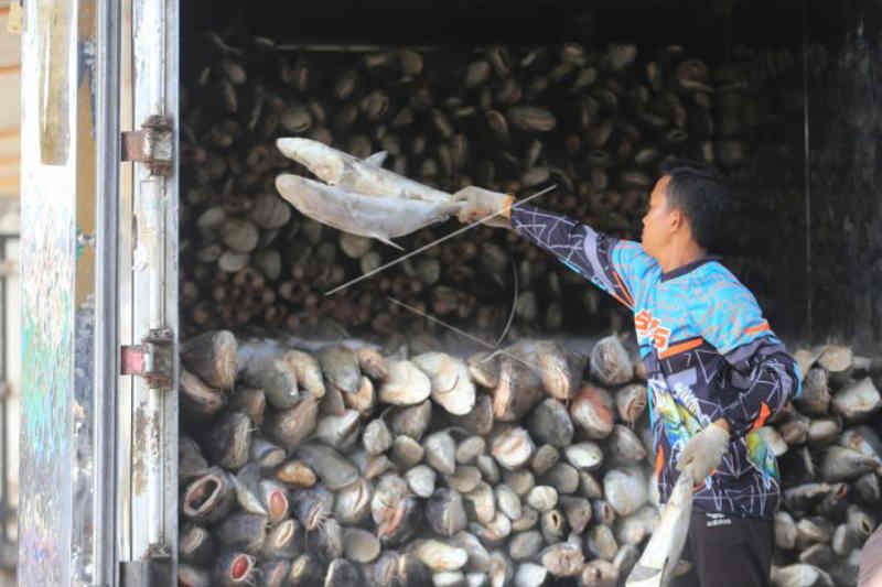 Pemerintah bangun gudang beku ikan kapasitas 300 ton di Indramayu