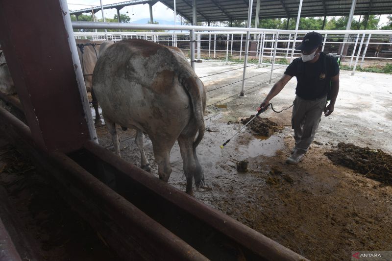 Karantina Ternak Sebelum Dikirim Antardaerah