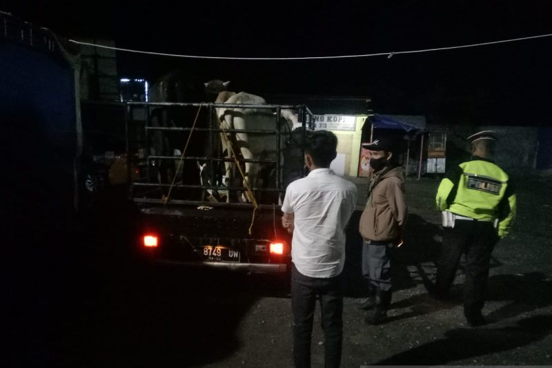 Polisi Sukabumi putar balik kendaraan pengirim sapi tanpa SKH dari luar daerah