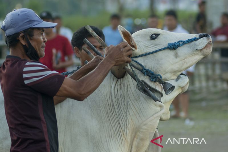 Tradisi Karapan Sapi Usai Panen di Sigi