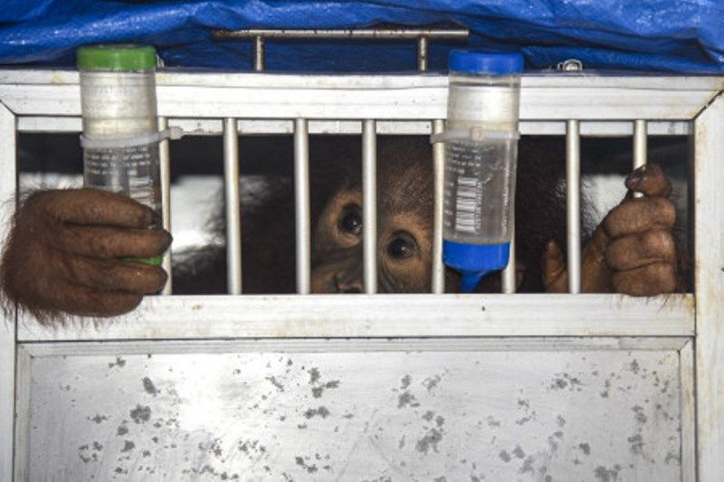 Pemulangan Orang Utan Dari Jawa Barat