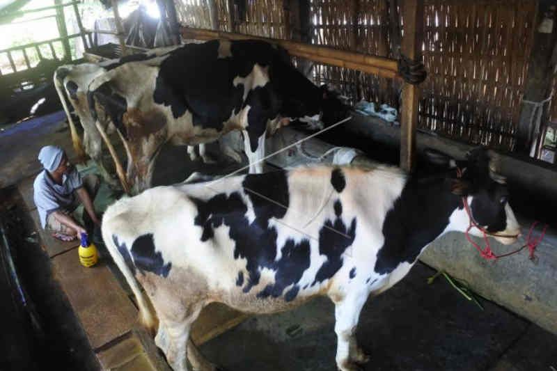 Ratusan sapi di Kabupaten Kuningan terjangkit PMK