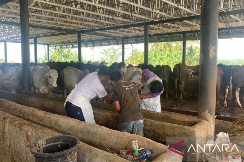 143 sapi di Cianjur terjangkit PMK