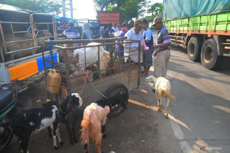 Imbas penutupan pasar hewan akibat PMK