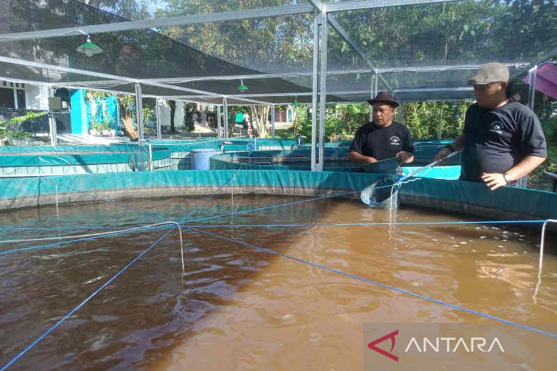 Warga Cirebon dapat bantuan kolam Bioflok lele dari KKP