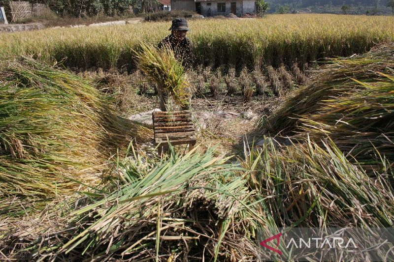 Produksi padi Garut diprediksi naik dampak kemarau basah