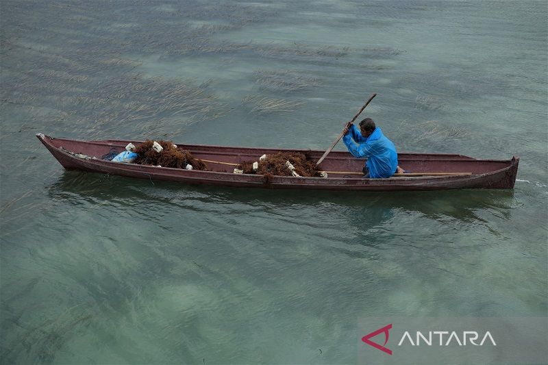 HARGA RUMPUT LAUT NAIK