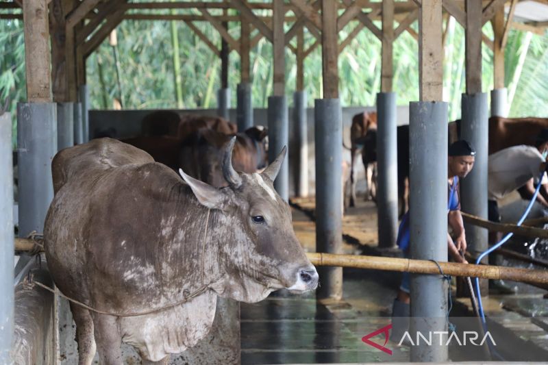 Wabah PMK pada ternak di Garut mulai teratasi