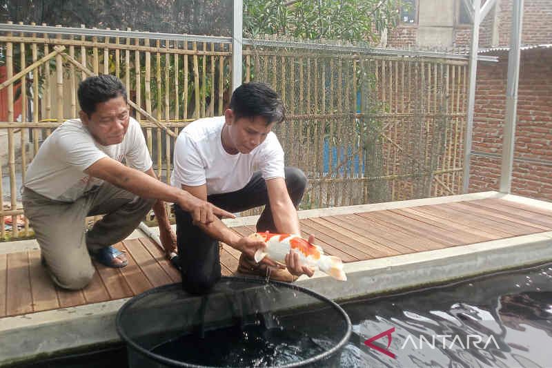 Pembudidaya ikan hias koi asal Cirebon raup omzet Rp300 juta per bulan