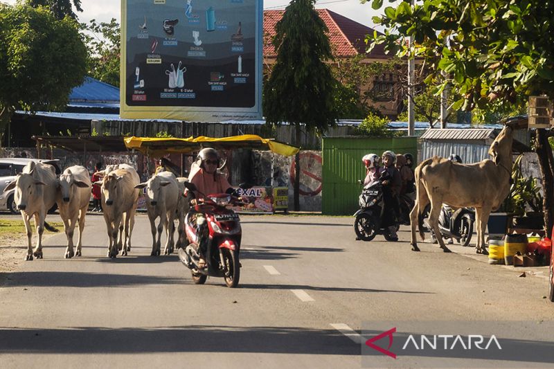 Ternask Sapi masih Berkeliaran di Jalan-Jalan Palu